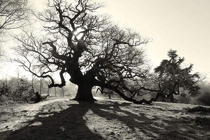 5.0photographyoldtree