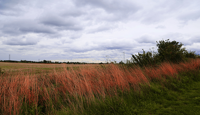 5.12viewacrossfields